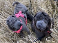 Shar Pei Welpen