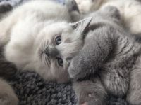 BKH 🐈‍⬛🥰Süße und wunderschöne Kätzchen, drei  Mädchen und zwei Jungen