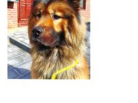 Biete Eurasier Deckrüden an