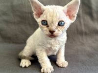 Devon Rex Kitten - Auszugsfertig
