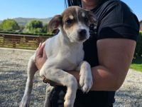 Das liebe Hundekind Piri sucht ihren Heimathafen