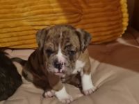 Hundewelpen zu verkaufen