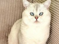 Deckkater Stammbaum blauen Augen BKH Farbe seal-silver-shaded-point ns 11-33