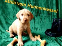 Magyar Vizsla Drahthaar Welpen, unser A-Wurf "vom Hunnenkessel"