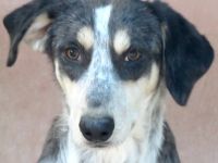 Aiden, männlicher Mischling