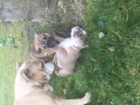 Englische Bulldogge Mädchen