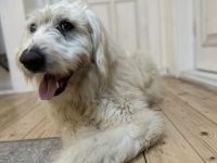 Möchtest du Bertil ein Zuhause schenken?