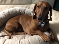 Dackel Standard Deckrüde mit Ahnentafel