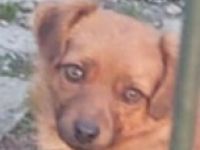 Runa mit den schönen Augen