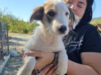 Wer schenkt Hakon sein Ticket ins Glück?