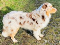 Deerlands Celebration Time