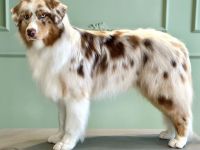 Deerlands Celebration Time