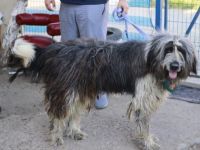 Freundlicher Riese Schröder sucht Friseur ;)