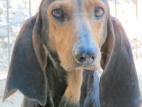 Clark 2, männlicher Hound-Mix