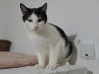 Kater Miro - der kleine Mechaniker