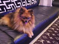 2 Welpen Pomeranian Boo Rüden