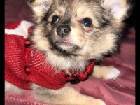Chihuahua pomeranian Mix
