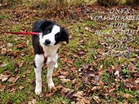 BORDER COLLIE-WELPEN, m. Pap. black-white , Rüden ,  SOFORT abzugeben !