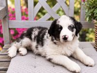 Miniature Australian Shepherd Welpen mit Papieren