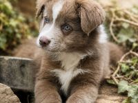 Miniature Australian Shepherd Welpen mit Papieren