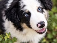 Miniature Australian Shepherd Welpen mit Papieren
