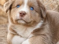Miniature Australian Shepherd Welpen mit Papieren