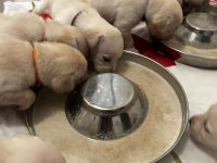 Labrador blond ( Raketen ) 4 Rüden suchen noch