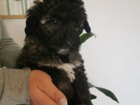 Welpen Doodle Tibet Zwergpudel Welpen Pudel AUSZUGSBEREIT