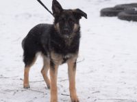 Larissa, junge, lebhafte Deutsche Schäferhündin (Mix), 56 cm, kastriert, stubenrein