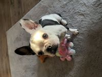 Französische Bulldoggen Weibchen