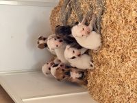 4 Mischlingswelpen suchen ab März ein liebevolles Zuhause