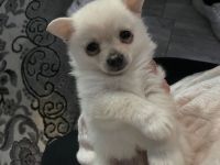 POMORANIEN WELPE HEUTE SOFORT ABHOLEN PREIS VERHANDELNAR