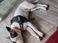 American bully schäferhund Mischling