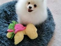 Pomeranian Zwergspitz Rüde