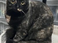 Wunderschöne BKH Mädchen