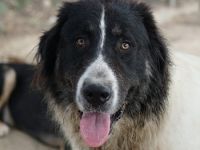 Rino, geb. ca. 11/2023, lebt in GRIECHENLAND, im städt. Tierheim Serres