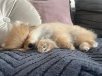 Männlicher Pomeranian-Welpe