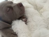 Labrador/ Weimaraner