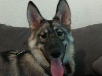 Hunde Welpen 6 Monate alt