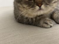 Sumi sucht ein neues Zuhause