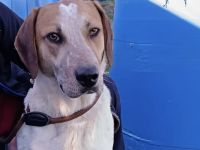 Josha - Dein Prinz Charming?