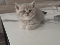 Britisch Kurzhaar Kitten reinrassig