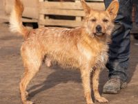 Figaro sucht seine Menschen, die ihm das Wasser reichen können