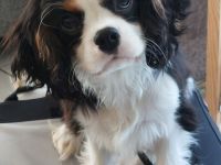 Cavalier King Charles Welpe sucht neuen Wirkungskreis