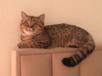 BKH Deckkater erfahren&liebevoll