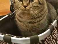 Ein hübscher Deckkater Timo sucht eine Katzendame