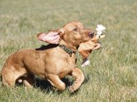 Rauhaardackel Welpen