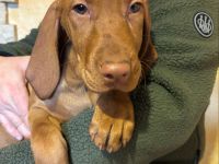 Reinrassige ungarische Vizsla-Welpen