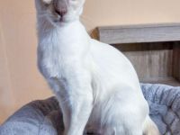 nur noch 1 Hübscher Balinesen Katerchen sucht ein neues Zuhause