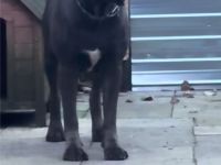 Reinrassige Cane Corso Welpen erwarten ihr neues Zuhause 🐶